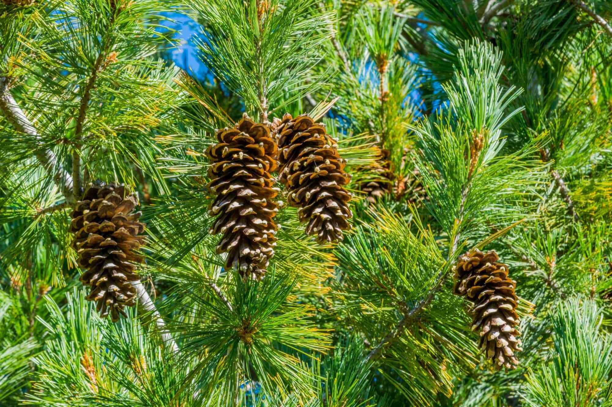 15 Centipede Facts For Kids - Facts.net within  Pine