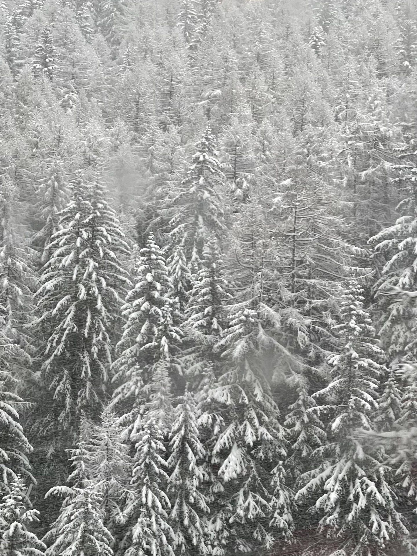Download Original Iphone Pine Trees Wallpaper | Wallpapers.com with  Pine