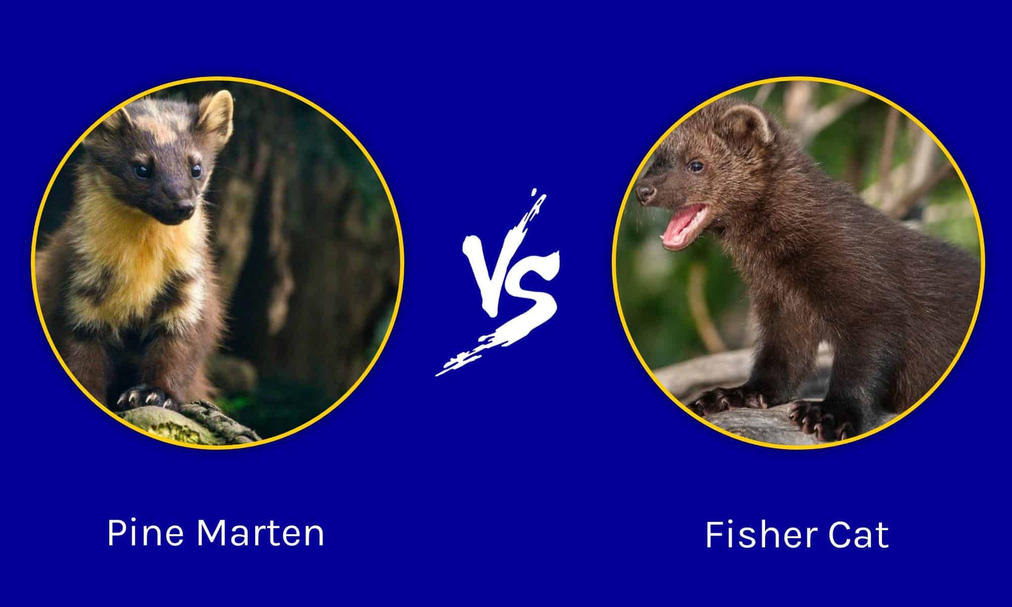 Pine Marten Vs Fisher Cat: What's The Difference? - Az Animals with regard to Understanding the Harland California King Bedroom Set A Deep Dive