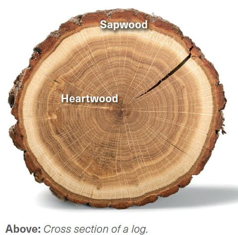 Timber Durability Lessons - Timber Trader News with Understanding Wood Durability What to Look for in Your Next Dresser