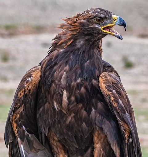 Falconeers Brown Falcon In Kyrgyzstan Stock Photo - Image Of Beak ... inside