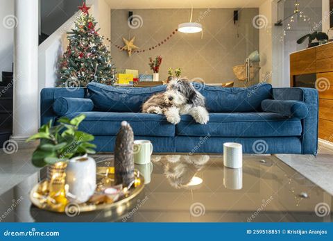 The Room Is Decorated In The Christmas Spirit And The Dog Is Resting On ... regarding Bring the Holiday Spirit Home Sofa Decorating Secrets Revealed