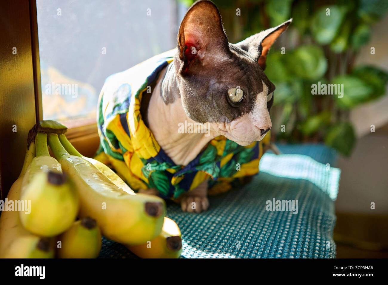 Banana Themed Styling Hi-Res Stock Photography And Images - Alamy with Styling Your Keese Mango Brown TV Stand Embracing Rustic Charm