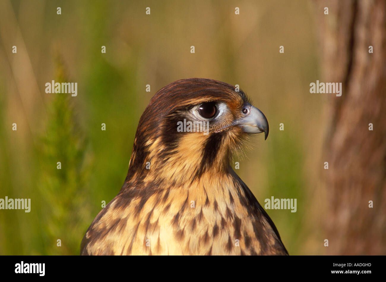 Brown Falcon Australia Hi-Res Stock Photography And Images - Alamy with regard to Expert Insights on Caring for Your Saddle Brown Falcon Bluff Chest