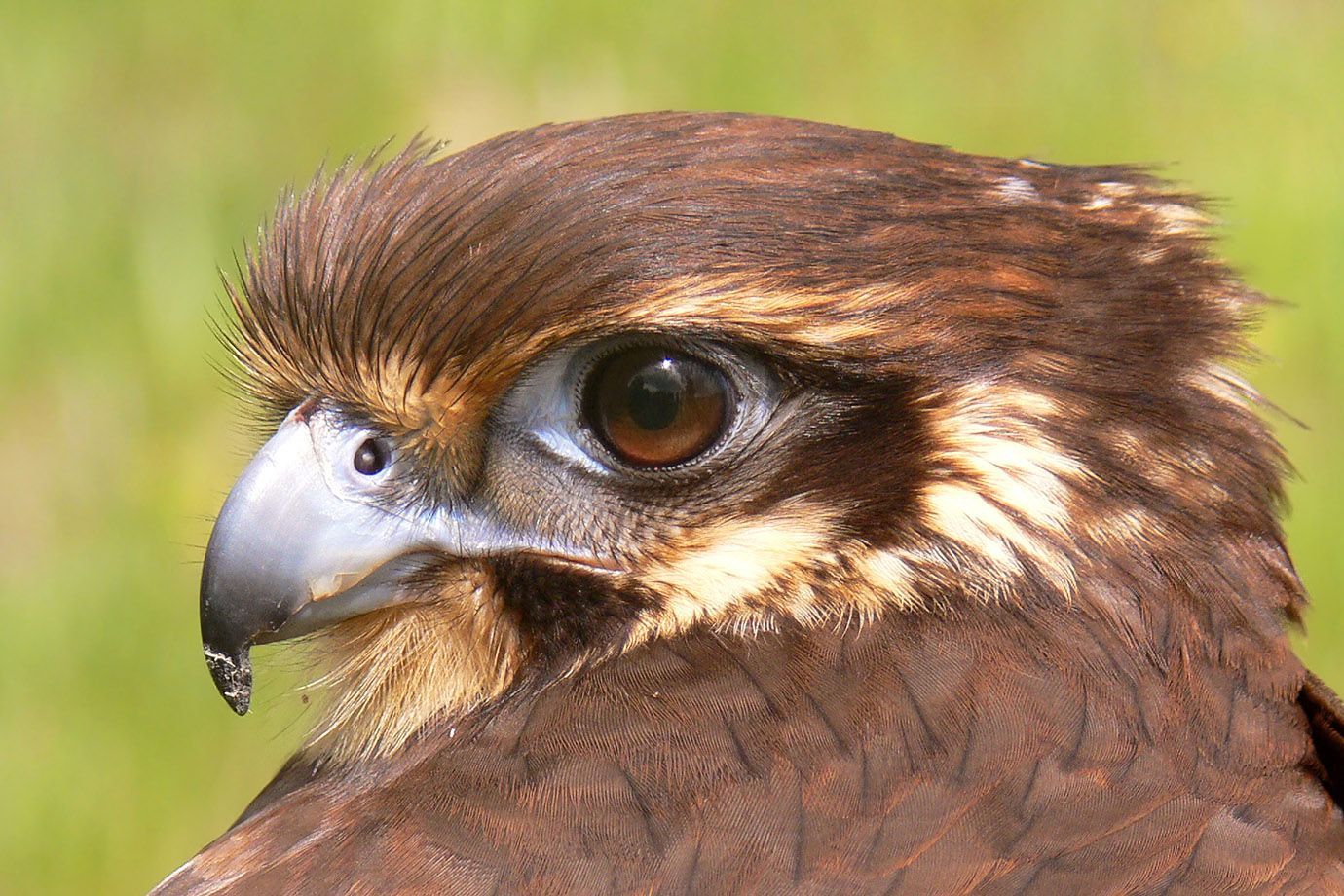 Brown Falcon - Brilliant Creation within Expert Insights on Caring for Your Saddle Brown Falcon Bluff Chest