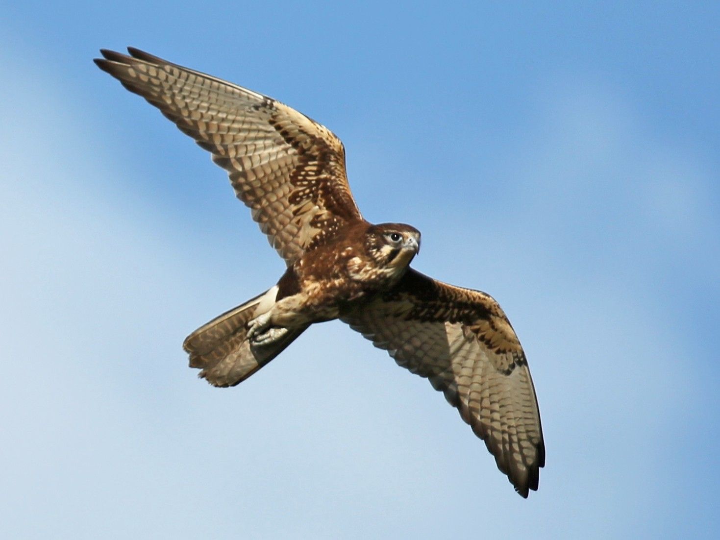 Brown Falcon - Ebird in Expert Insights on Caring for Your Saddle Brown Falcon Bluff Chest