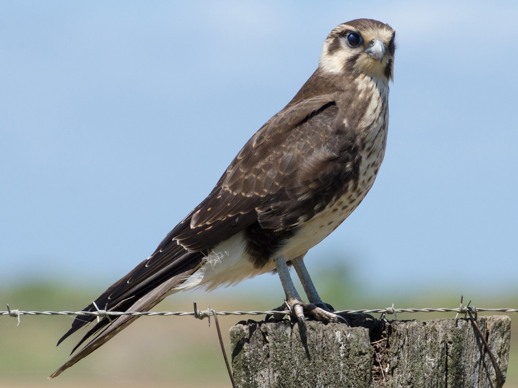 Brown Falcon - Ebird pertaining to
