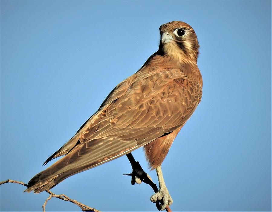 Brown Falcon Photograph By Athol Klieve - Fine Art America in