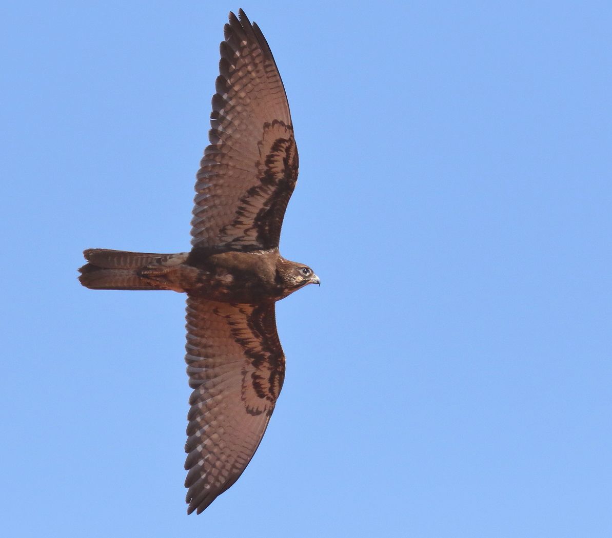 Brown Falcon • Rewild Perth for Expert Insights on Caring for Your Saddle Brown Falcon Bluff Chest