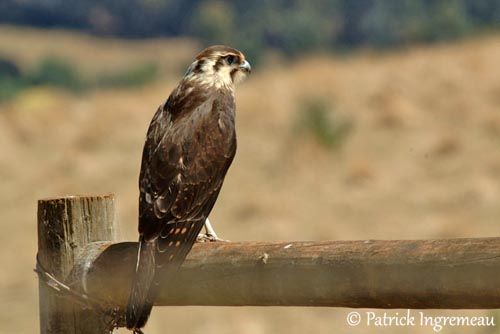 Brown Falcon throughout Expert Insights on Caring for Your Saddle Brown Falcon Bluff Chest
