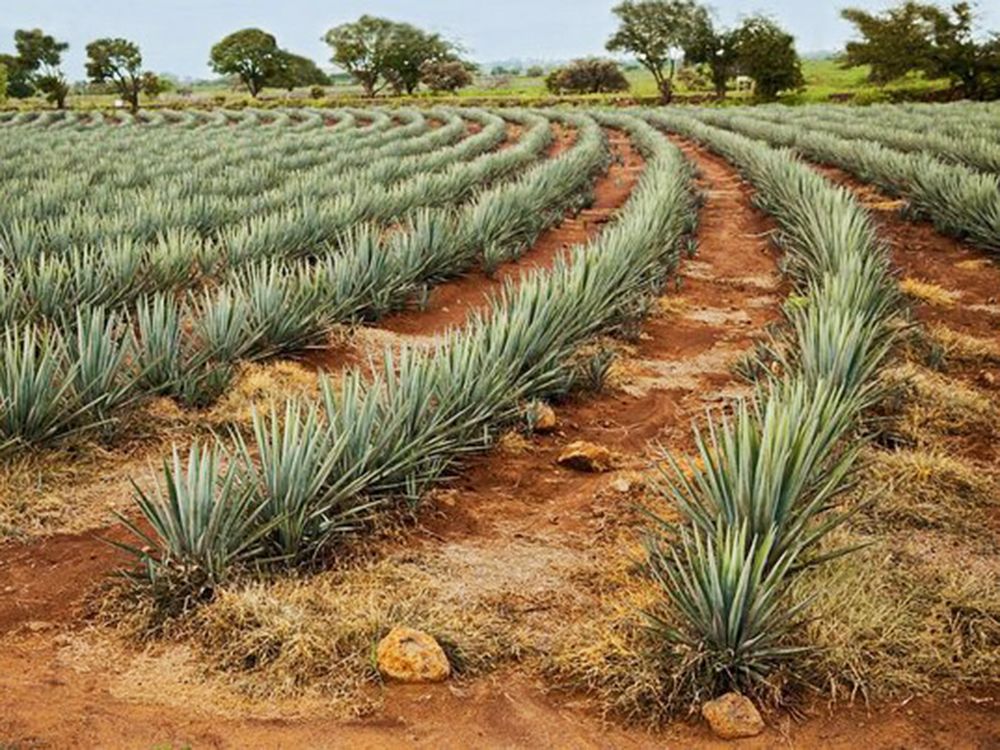 Exploring Beyond Tequila - Todo Vallarta inside Beyond the Surface Exploring the Craftsmanship of the Vallarta Two-Tone Dresser