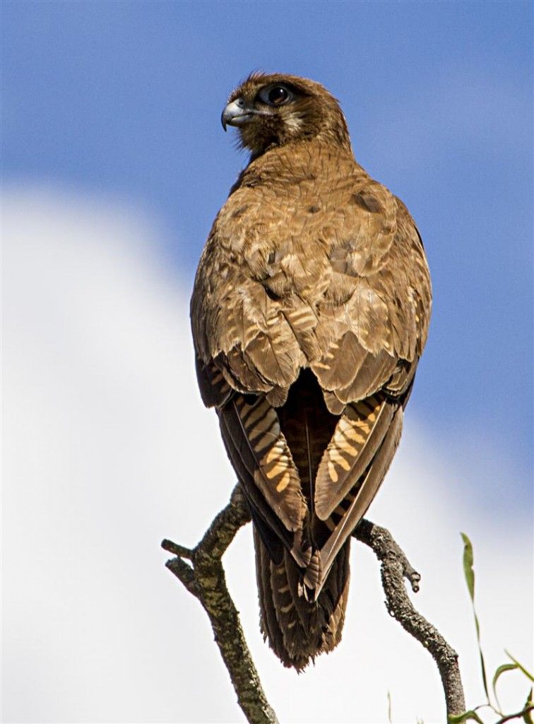 Expert Insights on Caring for Your Saddle Brown Falcon Bluff Chest