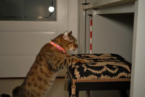 A Laundry Makes Room For A Diva Cat within A Laundry Makes Room For A Diva Cat