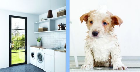Laundry Room Ideas - Diy Laundry Room Dog Wash Station inside It’s a Dog’s World in These Hardworking Laundry Rooms