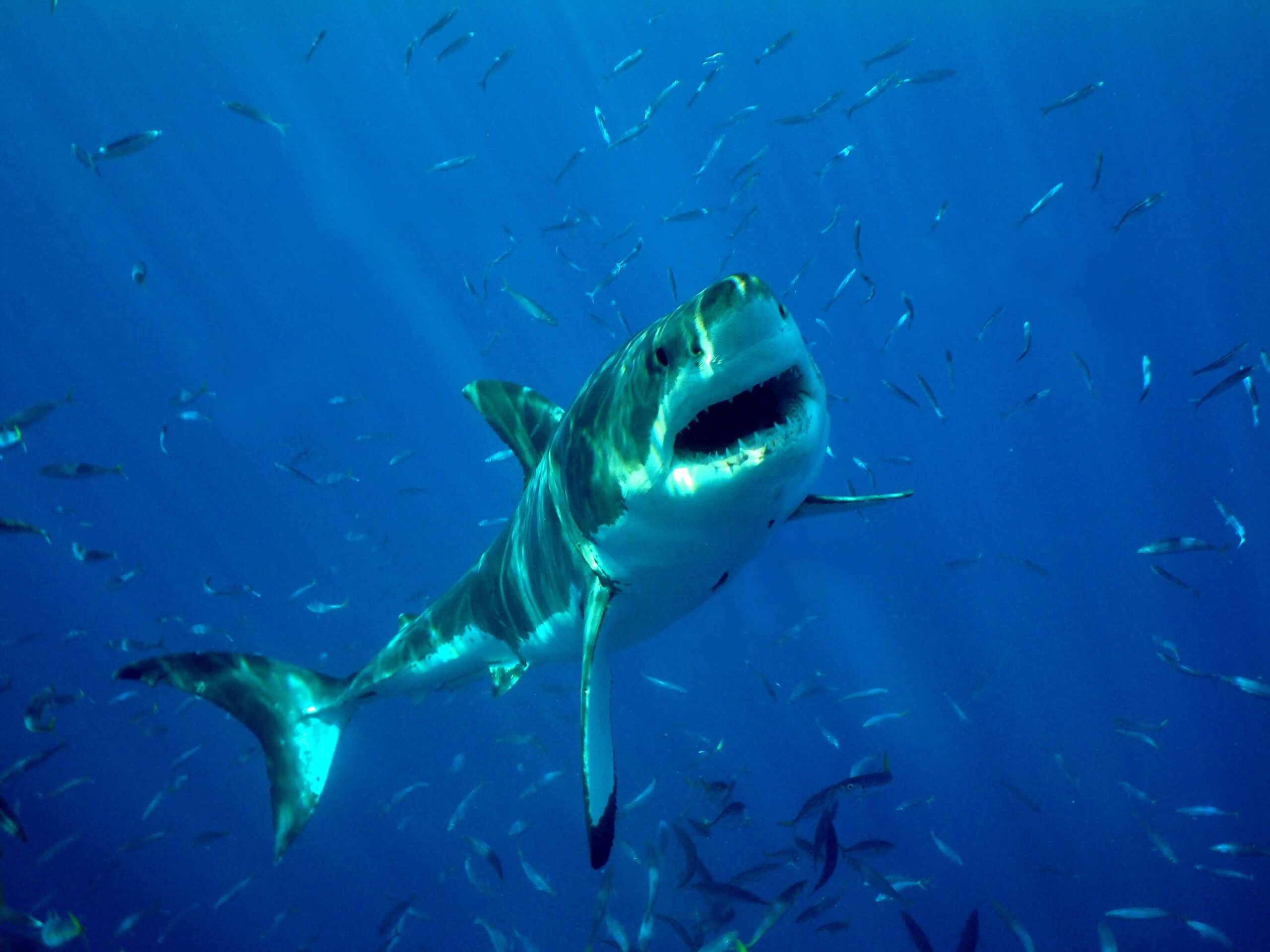 Pictures Of Deep Blue The Great White Shark At Sammy Parra Blog throughout