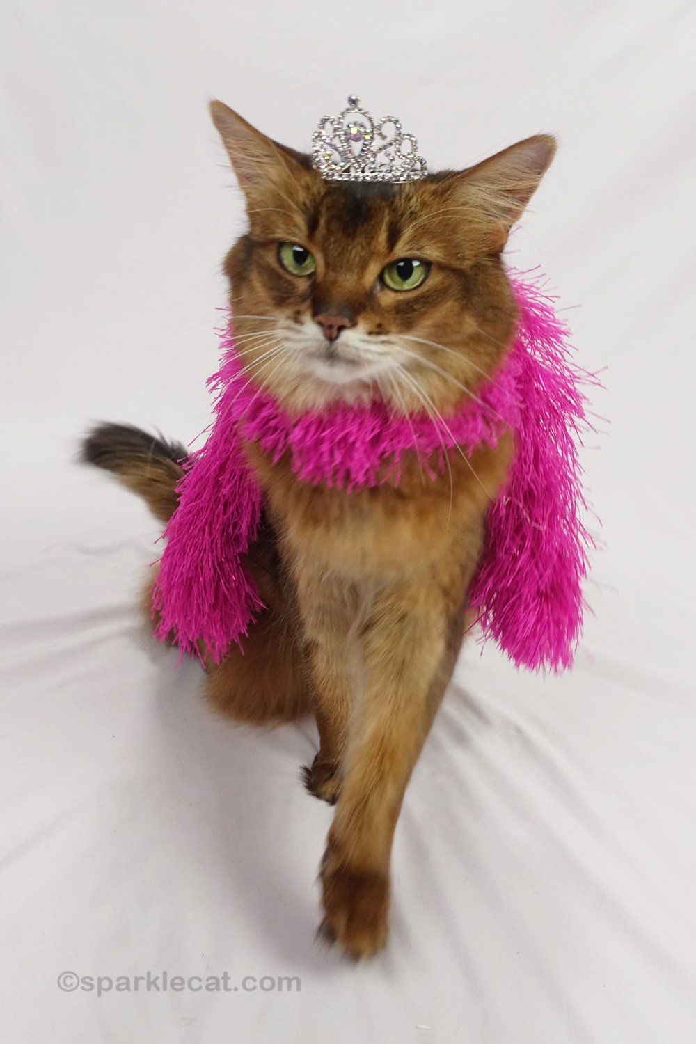 Practicing Being A Diva, On Video - Summer’s Fabulous Cat Life in Your Cat's Guide to a Cozy Laundry Space