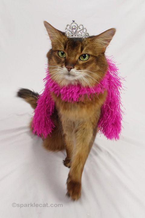 Practicing Being A Diva, On Video - Summer’s Fabulous Cat Life in Your Cat's Guide to a Cozy Laundry Space